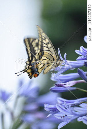 アゲハチョウとアガパンサスの花 116237380