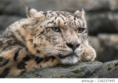 Male Snow Leopard in Close Up 116237445