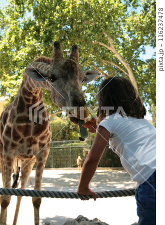 Portrait of a giraffe being fed leaves by a little girl, huge wild animal close up 116237478