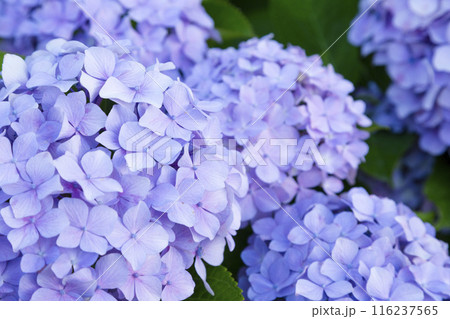 綺麗に咲いた紫陽花の花 綺麗に咲いた紫陽花の花 116237565