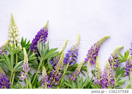 Lupine flowers. Purple and pink bud. 116237588