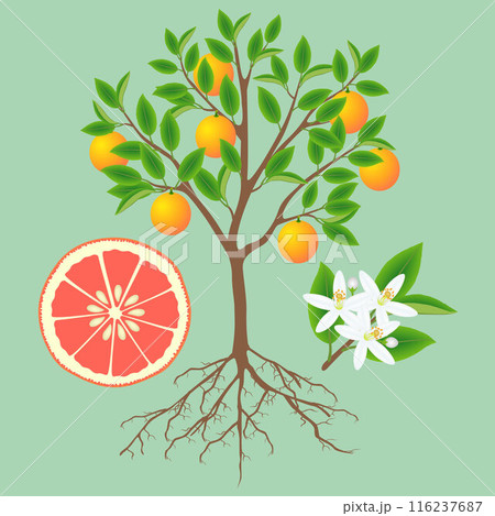 Parts of a grapefruit plant on a green background. 116237687