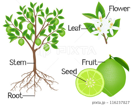 Parts of a lime tree on a white background. Parts of a lime tree on a white background. 116237827