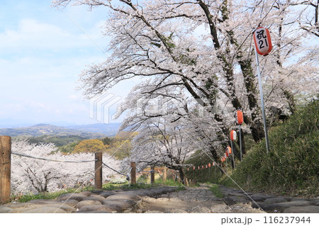 桜の後閑城址公園(本丸への階段) 桜の後閑城址公園(本丸への階段) 116237944