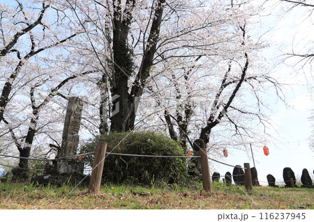 桜の後閑城址公園（本丸） 116237945