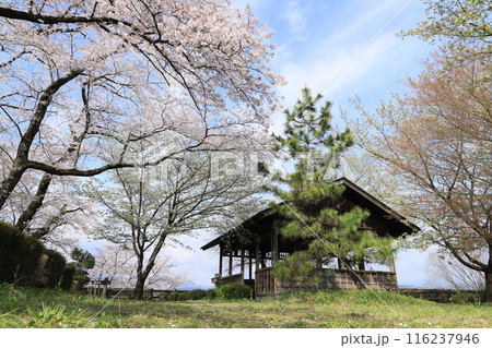 桜の後閑城址公園（本丸東屋） 116237946
