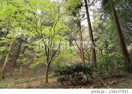 後閑城址公園 116237951