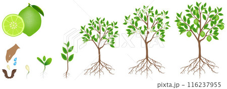 Cycle of growth of a lime plant on a white background. 116237955