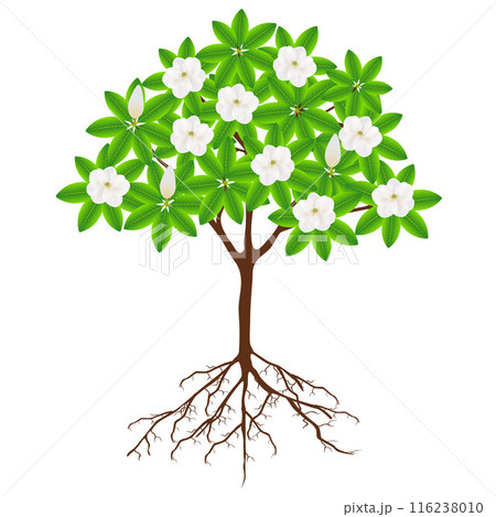 Magnolia grandiflora tree with flowers and roots on a white background. Magnolia grandiflora tree with flowers and roots on a white background. 116238010