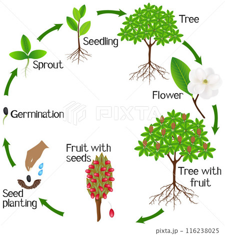 A growth cycle of a magnolia Grandiflora plant on a white background. 116238025