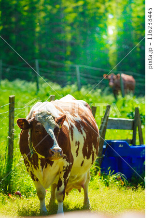 Cows graze on green meadow field. 116238445