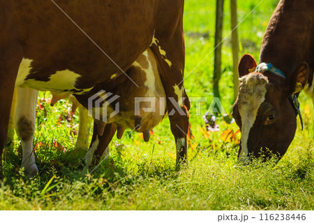 Cows graze on green meadow field. Cows graze on green meadow field. 116238446