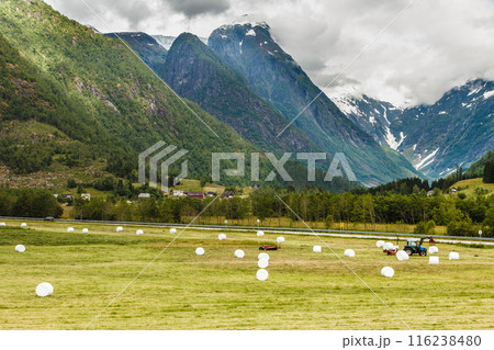 Bale of hay wrapped in plastic foil, Norway Bale of hay wrapped in plastic foil, Norway 116238480