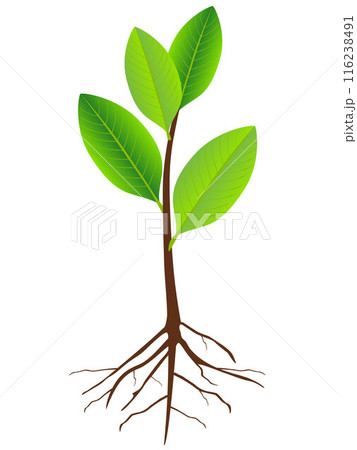 Magnolia Grandiflora seedling with roots isolated on white background. Magnolia Grandiflora seedling with roots isolated on white background. 116238491