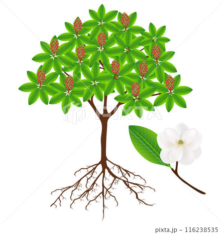 Magnolia grandiflora tree with fruit and twig with flower. 116238535