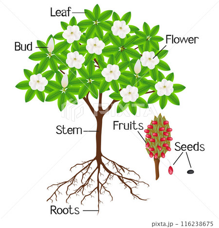 Parts of a magnolia grandiflora plant on a white background. 116238675