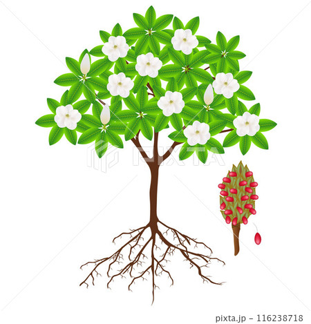 Parts of a magnolia grandiflora tree on a white background. 116238718