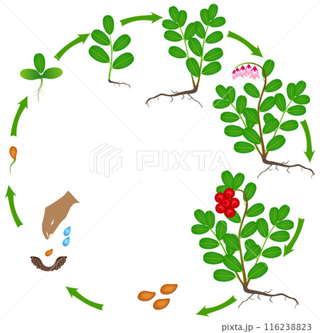 Life cycle of a cowberry plant on a white background. 116238823