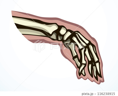Vector drawing. Bones of the hand 116238915