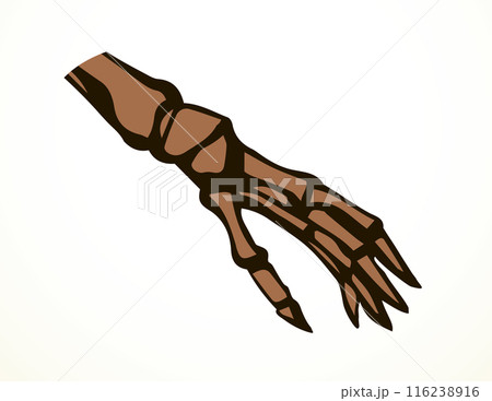 Vector drawing. Bones of the hand 116238916