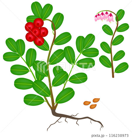 An illustration showing parts of a cowberry plant. 116238973
