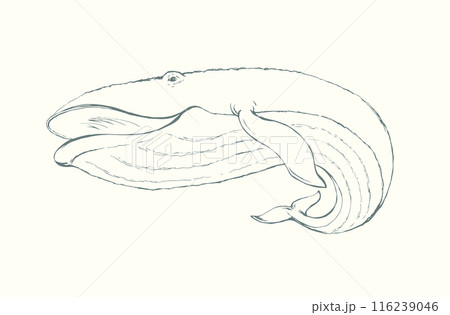 Vector drawing. Whale swims in the sea Vector drawing. Whale swims in the sea 116239046