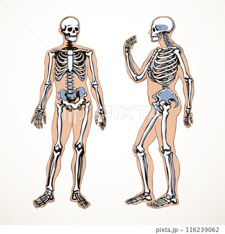Human skeleton. Vector schematic drawing Human skeleton. Vector schematic drawing 116239062
