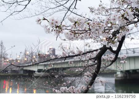 街頭が灯っている橋を背景に咲く桜 街頭が灯っている橋を背景に咲く桜 116239750