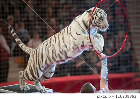 White tigers in a circus 116239862