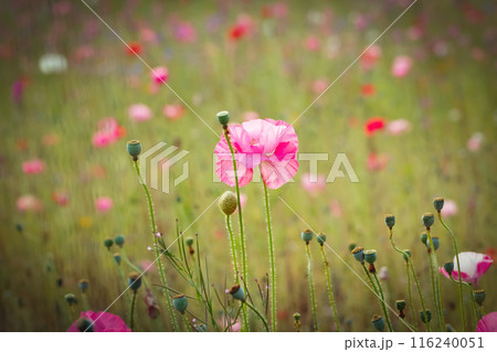 Field with bright pink poppies and green grasses in summer. 116240051