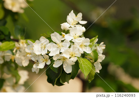 Apple tree branch with white blossom and green leaves. 116240093