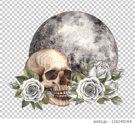 A skull with white roses and leaves surrounded by a large black and gray moon. Hand drawn watercolor illustration in gothic style. Suitable for Halloween design, day of the dead, cards, posters 116240164