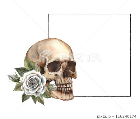 Realistic anatomical skull with white rose and green leaves. Hand painted watercolor square frame in Gothic style. Halloween holiday decoration, symbol of Mexican Day of the Dead, gothic style design 116240174