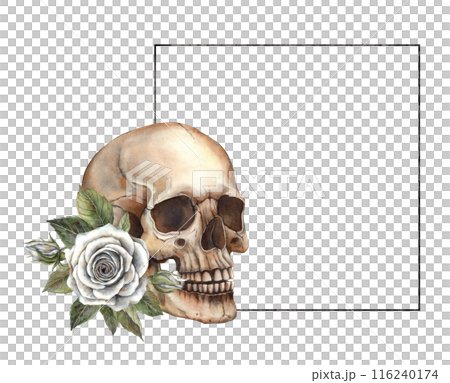 Realistic anatomical skull with white rose and green leaves. Hand painted watercolor square frame in Gothic style. Halloween holiday decoration, symbol of Mexican Day of the Dead, gothic style design 116240174