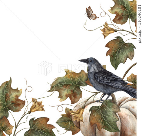 White pumpkin, black crow, pumpkin leaves and butterflies. Watercolor frame on isolated background in mystical style. Suitable for decoration, cards, autumn holiday posters, Thanksgiving, Halloween 116240181