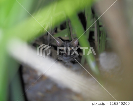 イリオモテヤマネコ 116240200