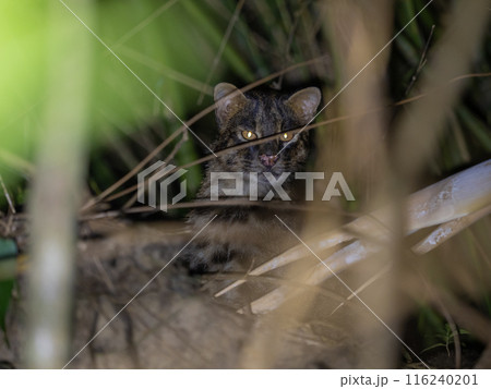 イリオモテヤマネコ 116240201