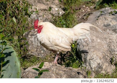 Wild roosters in a city park Wild roosters in a city park 116240252