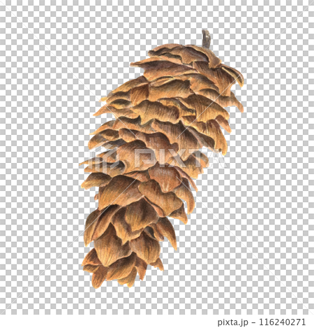 Single brown spruce cone. Conifer forest. Detailed texture and scales. Watercolor illustration. For academic studies on coniferous plants. Dried closeup natural element for holiday decor, Xmas 116240271