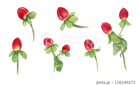 St Johns wort herb. Hypericum plant with red berries. Set of medical plants. Berry and green leaves. Watercolor illustration. Popular greenery for winter bouquets, wedding decor, floral design St Johns wort herb. Hypericum plant with red berries. Set of medical plants. Berry and green leaves. Watercolor illustration. Popular greenery for winter bouquets, wedding decor, floral design 116240272