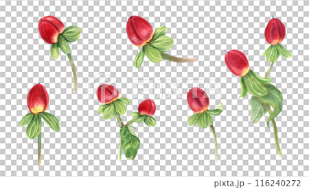 St Johns wort herb. Hypericum plant with red berries. Set of medical plants. Berry and green leaves. Watercolor illustration. Popular greenery for winter bouquets, wedding decor, floral design St Johns wort herb. Hypericum plant with red berries. Set of medical plants. Berry and green leaves. Watercolor illustration. Popular greenery for winter bouquets, wedding decor, floral design 116240272