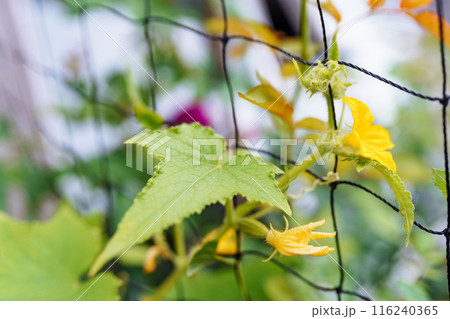 cucumber plant weaves along grid, with peduncles and fruits 116240365