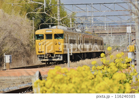 菜の花咲く無人駅近くで減速するレトロな列車 菜の花咲く無人駅近くで減速するレトロな列車 116240385