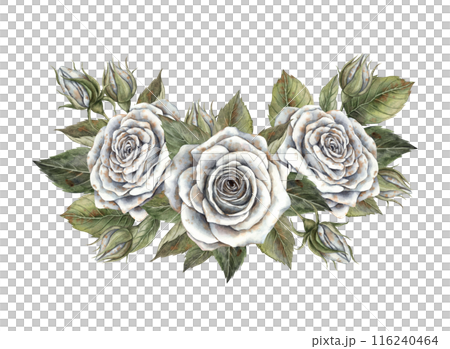 Composition of white roses with green leaves. Hand drawn watercolor illustration in botanical style. For design, decorations, cards, invitations for Halloween, wedding, Mother's Day, Valentine's Day 116240464