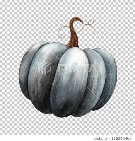 Black pumpkin in realistic mystical style. Hand drawn watercolor botanical illustration. Suitable for design, cards or posters of autumn holidays, Thanksgiving, Halloween, for alchemy, witchcraft Black pumpkin in realistic mystical style. Hand drawn watercolor botanical illustration. Suitable for design, cards or posters of autumn holidays, Thanksgiving, Halloween, for alchemy, witchcraft 116240466