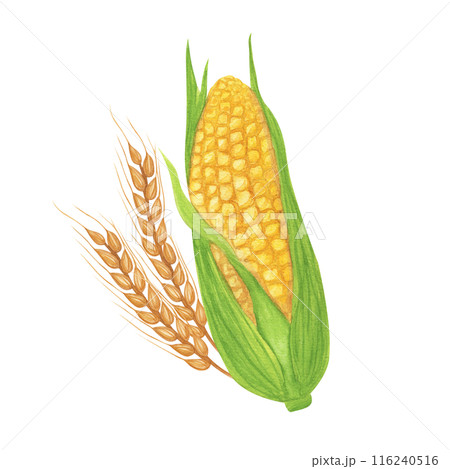 Yellow corn on cob leafs, maize. Wheat oats rye spike spikelets, cereal product. Agricultural clipart. Hand drawn watercolor illustration isolated background. For Thanksgiving, Kwanzaa, Harvest Day 116240516