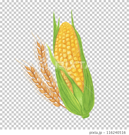 Yellow corn on cob leafs, maize. Wheat oats rye spike spikelets, cereal product. Agricultural clipart. Hand drawn watercolor illustration isolated background. For Thanksgiving, Kwanzaa, Harvest Day 116240516