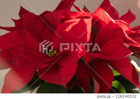 Red poinsettia Christmas flower background Red poinsettia Christmas flower background 116240532