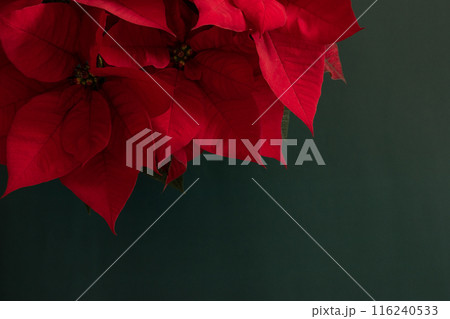 Red poinsettia Christmas flower background Red poinsettia Christmas flower background 116240533