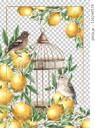 Postcard design featuring a branch with lemons, realistic birds and a copper vintage cage. Isolated watercolor card in vintage style. Composition for interior, cards, wedding design, invitations. Postcard design featuring a branch with lemons, realistic birds and a copper vintage cage. Isolated watercolor card in vintage style. Composition for interior, cards, wedding design, invitations. 116240578